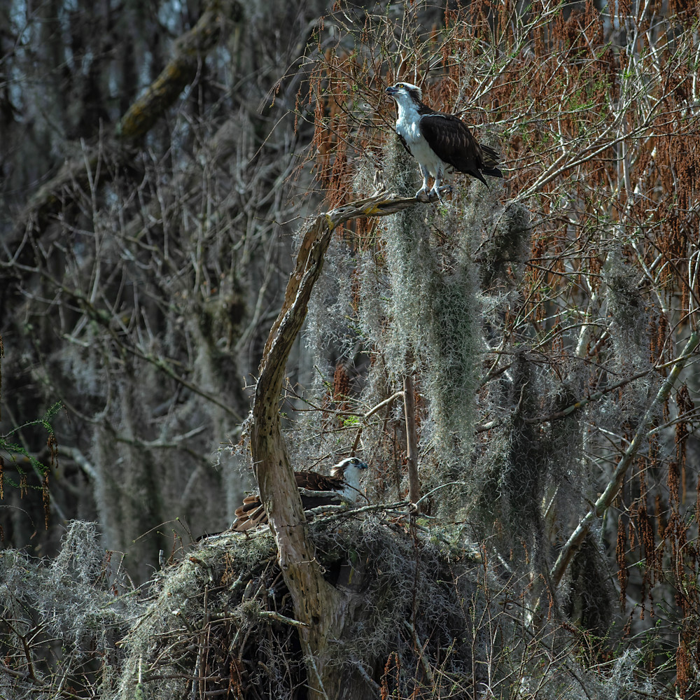 Andy crawford photography nesting osprey h4pqtp