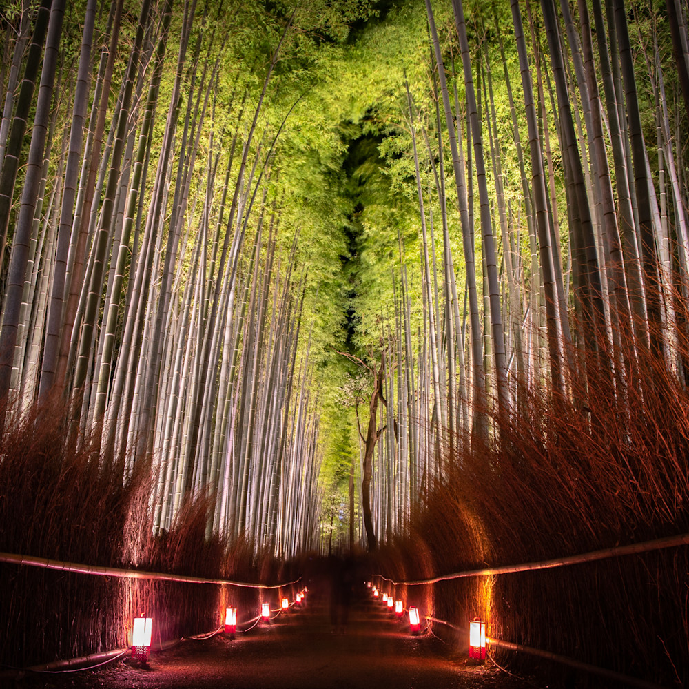 2018 12 12 kyoto arashiyama bambooforest macaquemonkeys 837 m767n3