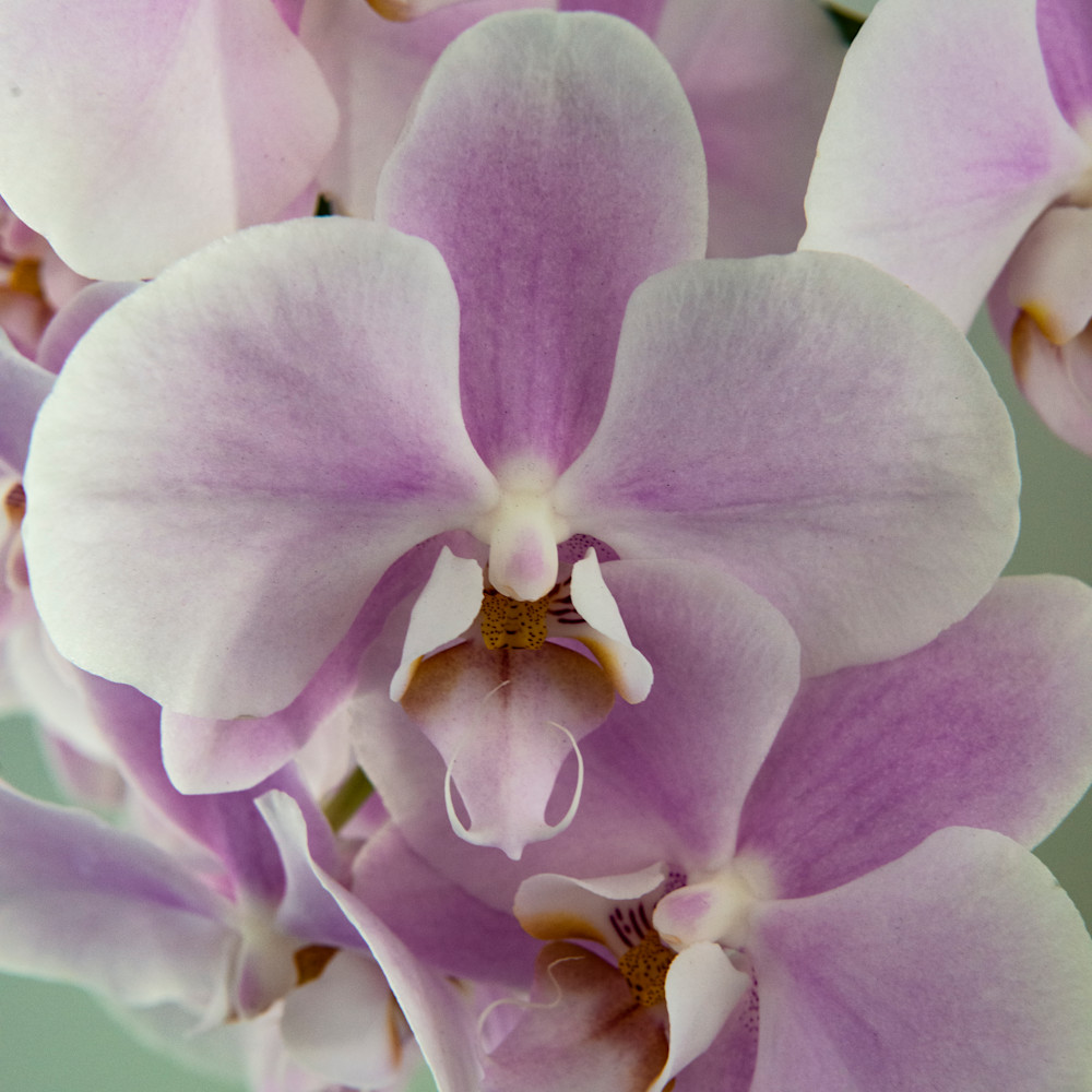 Orchid amalfi coast uwoglv
