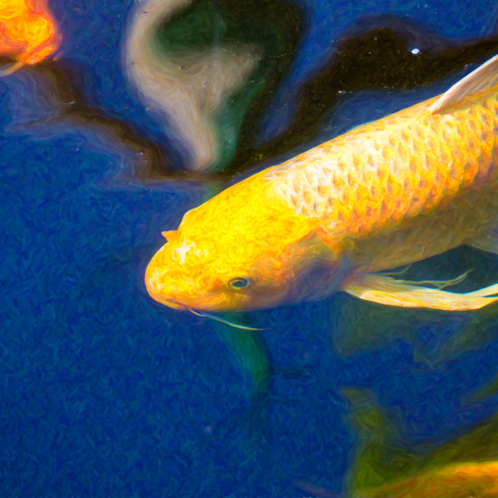 Koi pond fish   taking aim   by omaste witkowski liccqr