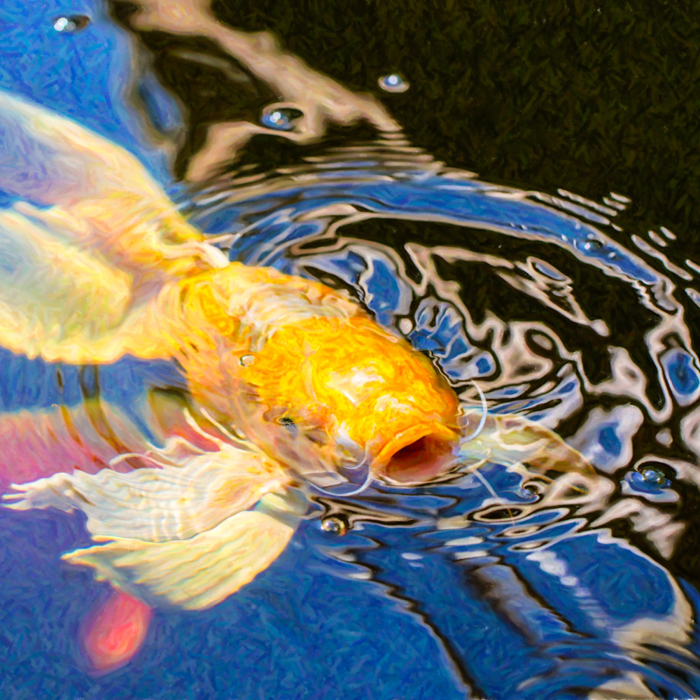 Koi pond fish   pretty pucker   by omaste witkowski rhx0dm