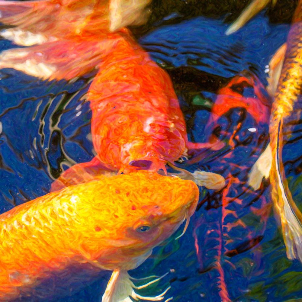 Koi pond fish   kissing sunshine   by omaste witkowski kaurcm