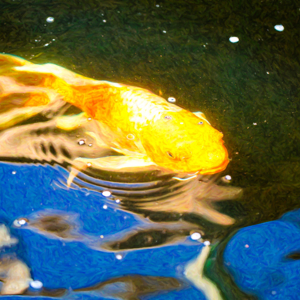Koi pond fish   golden dreaming   by omaste witkowski akfs4h