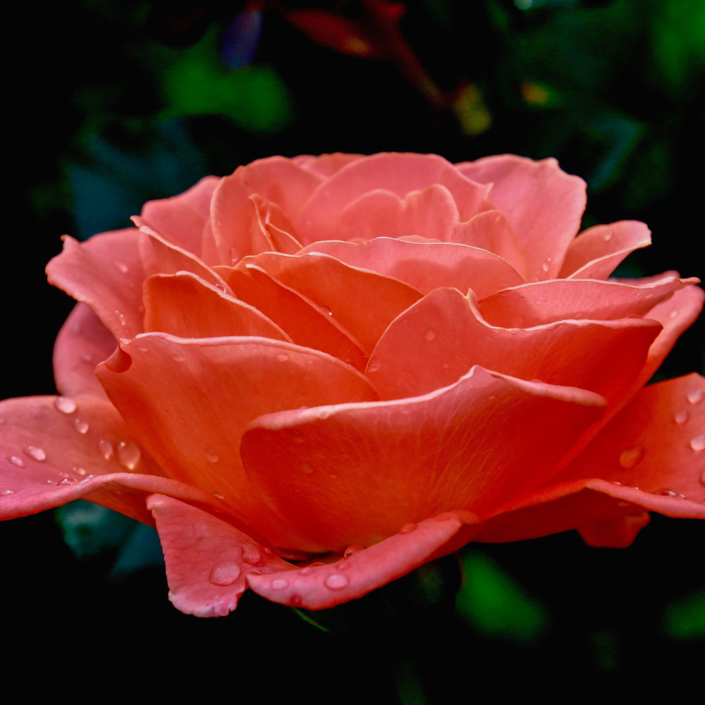 Kate sherry   rain on the rose zvndbc