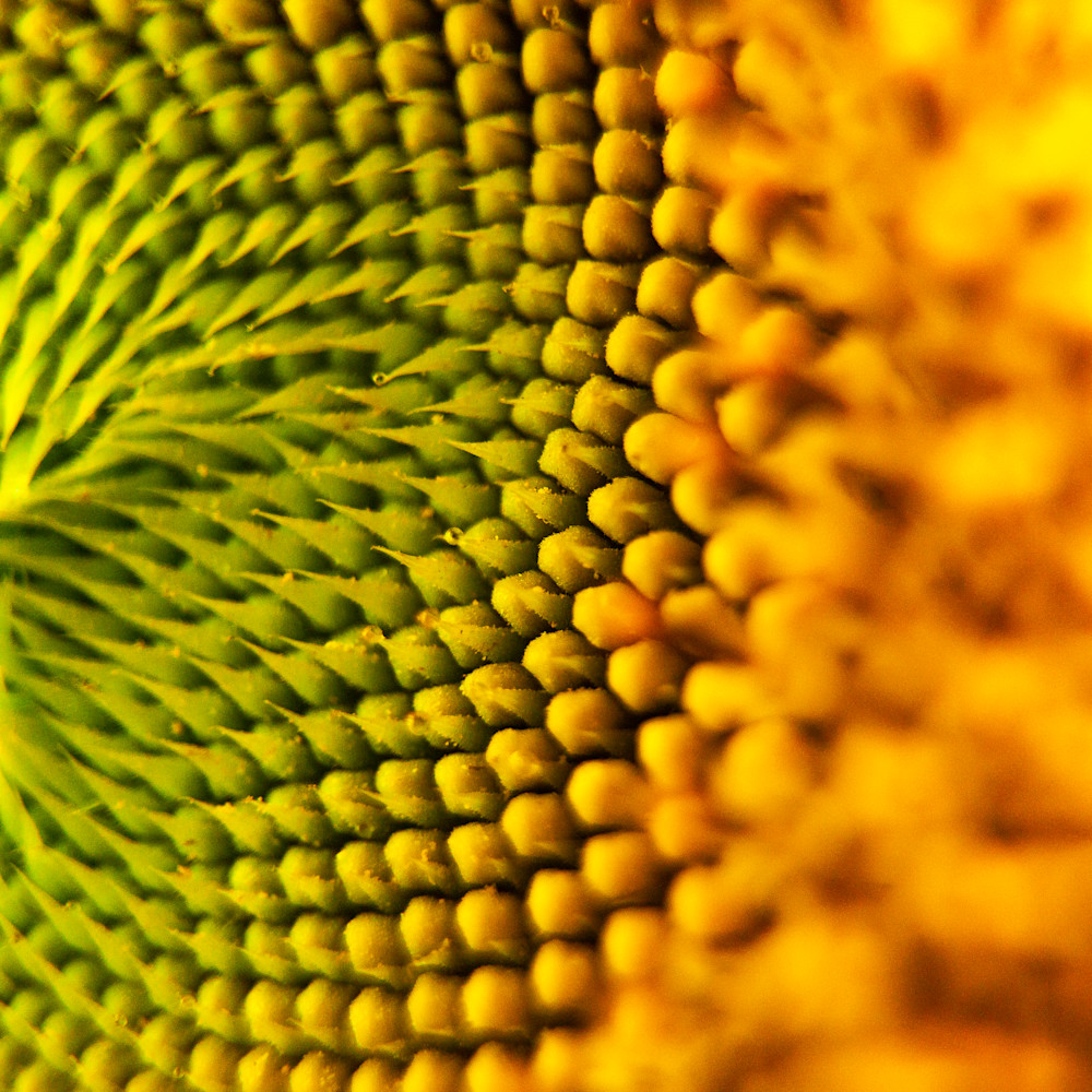 6. sunflower sunshine fmuvyx