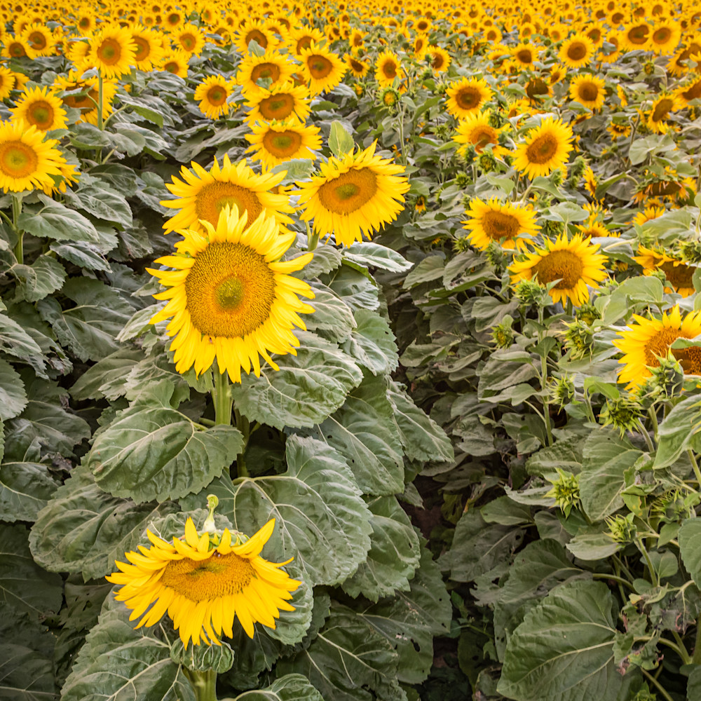 Sunflowers forever kxupu0