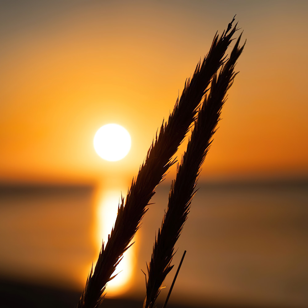 2 grasses in the sunset uvcnagig standard scale 6 00x gigapixel l7ajeb