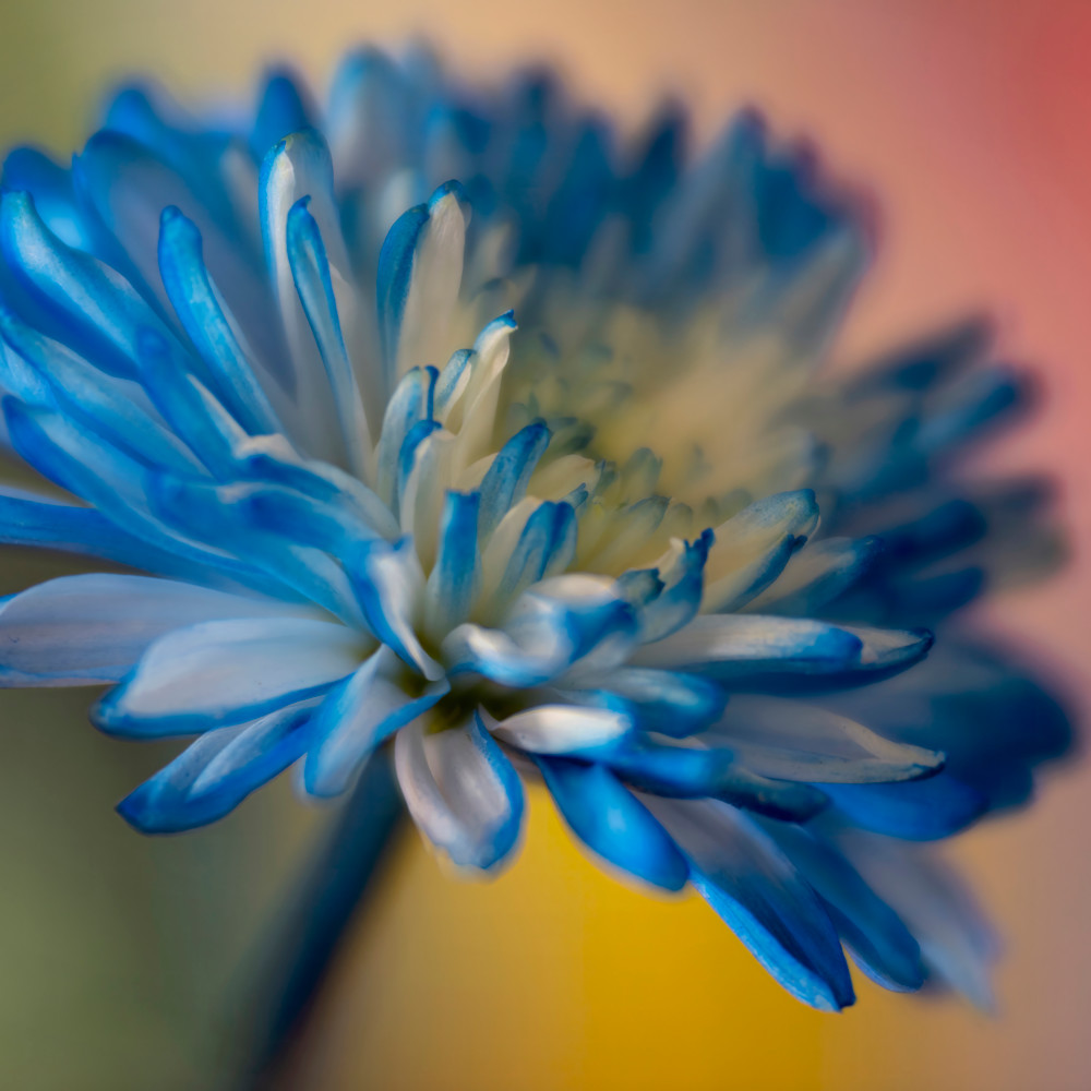 Soft blue flower multi color rhfqza