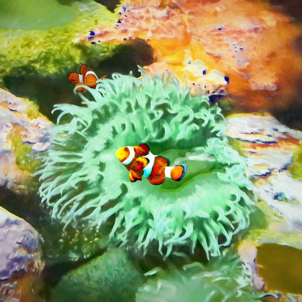 Clownfish j3226 kji8yl