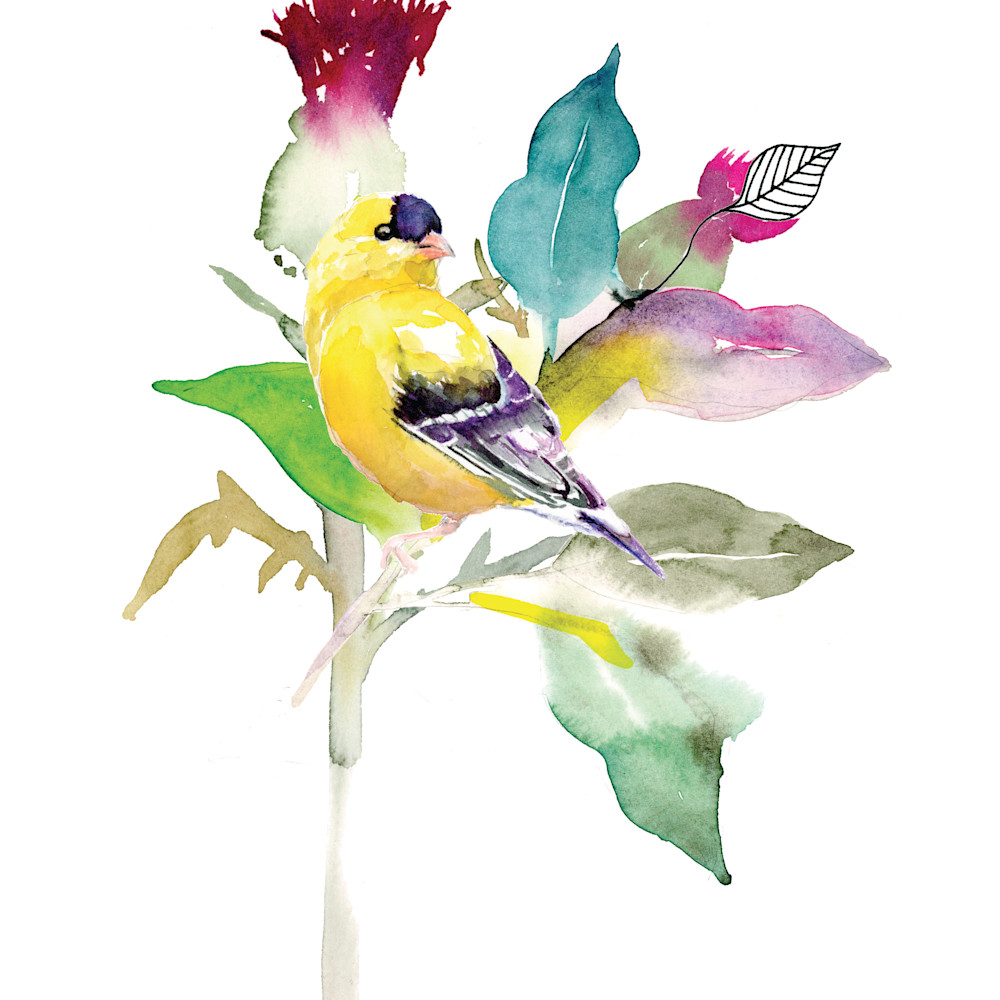 Andrea henning   goldfinch on thistle clxdgu