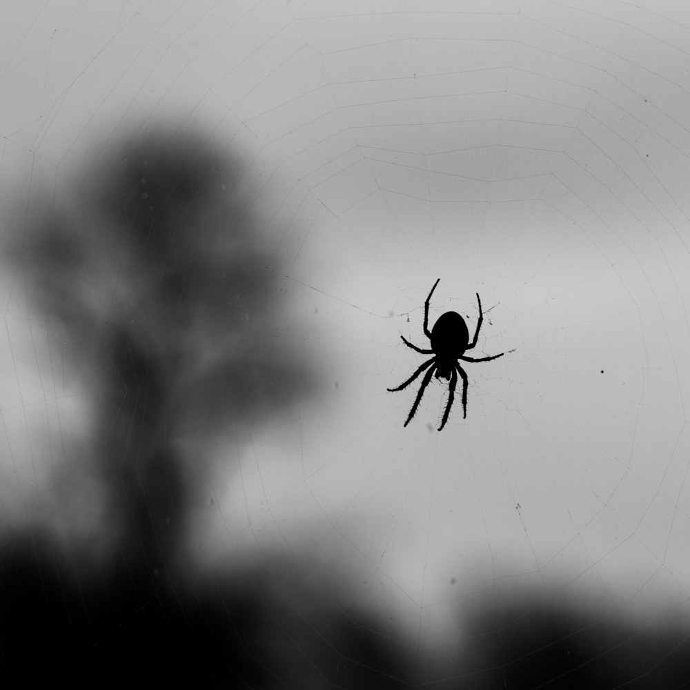 Spider at work on window 4 tjzhfd