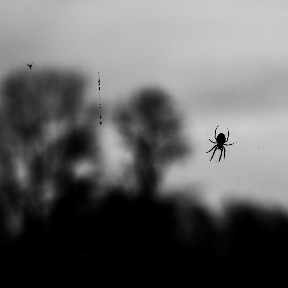 Spider at work on window 5 uhryax