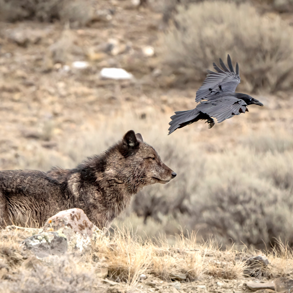 Black wolf wapiti pack standing broadside with raven flight collar removed 03022022 pjduhb