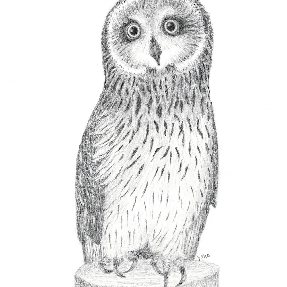 Atticus ambassador short eared owl rcvizs