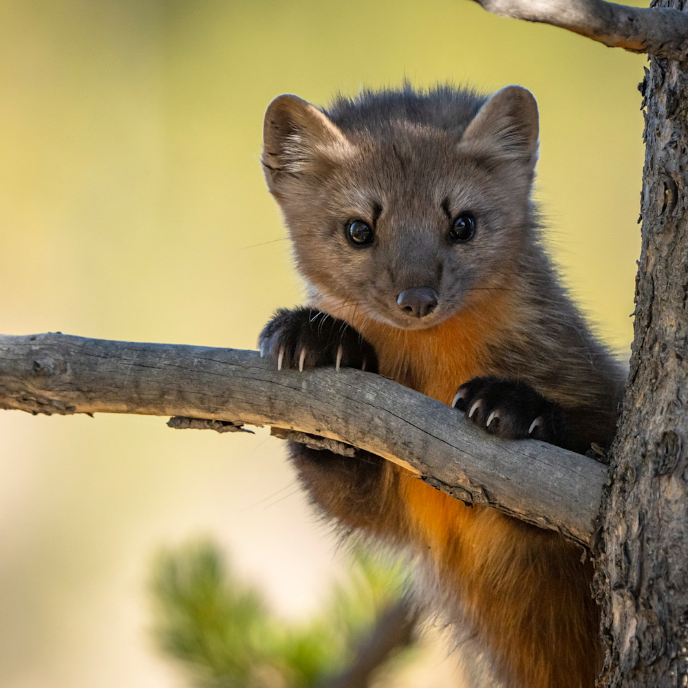 Pine marten adorable right side 10222021 dspcjs