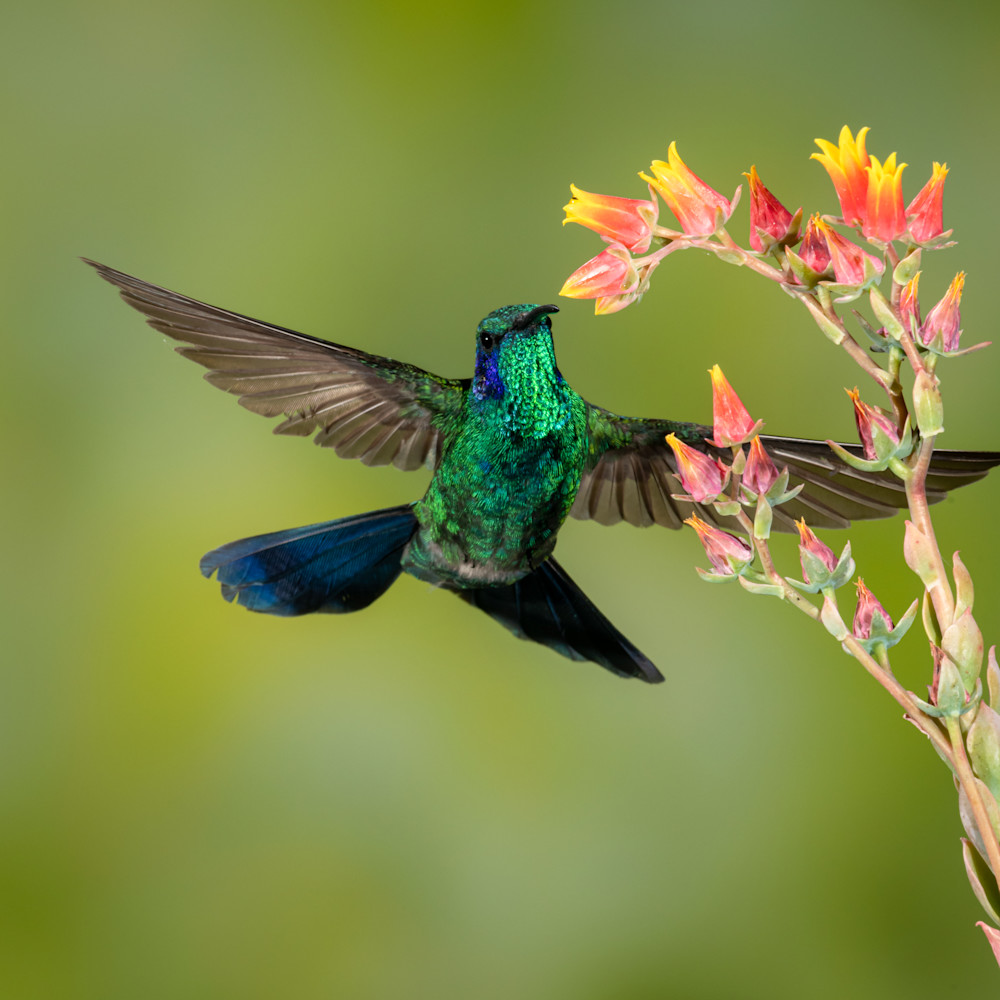 Green violetear hummingbird bntzc0