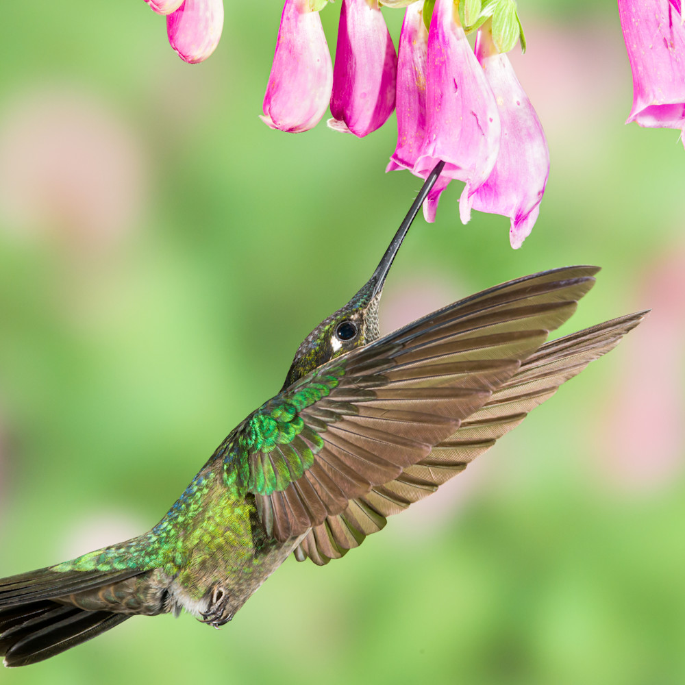 Talamanca hummingbird c889wr