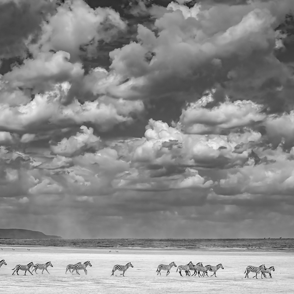 Zebras running back across river bed arrival day serengeti b w 11152021 pz3eue