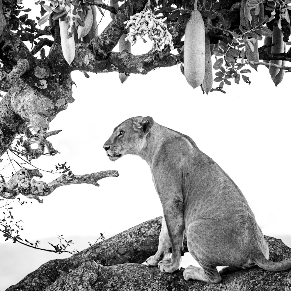 Lioness in sausage tree b w 11122021 fx9dv7