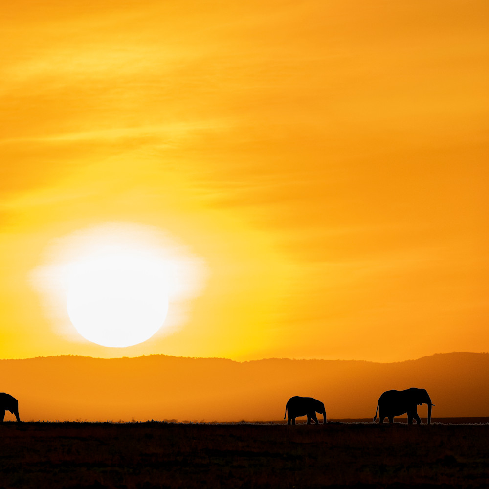 Sunrise with elephants masai mara 11102021 nrq7li