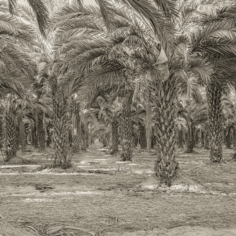 Date palms in a row dsc8590 wignuv