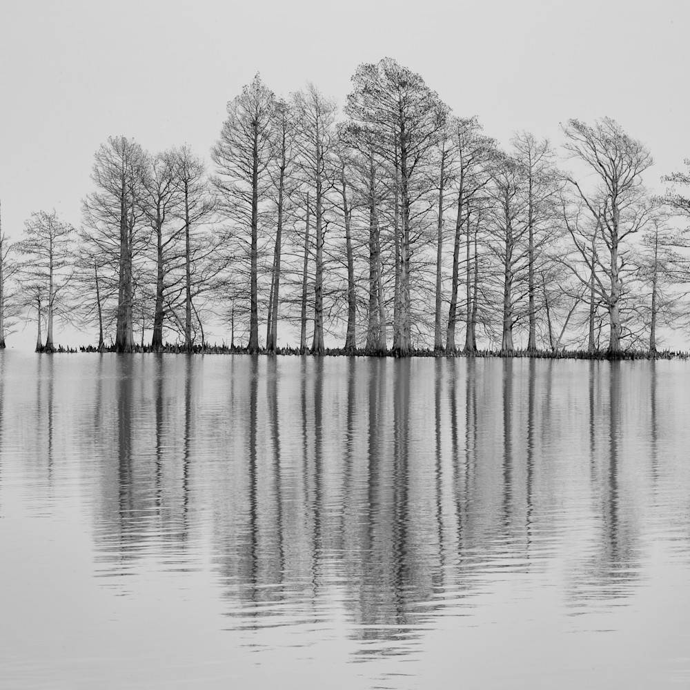 Cypress reflections 6329  vlbaup