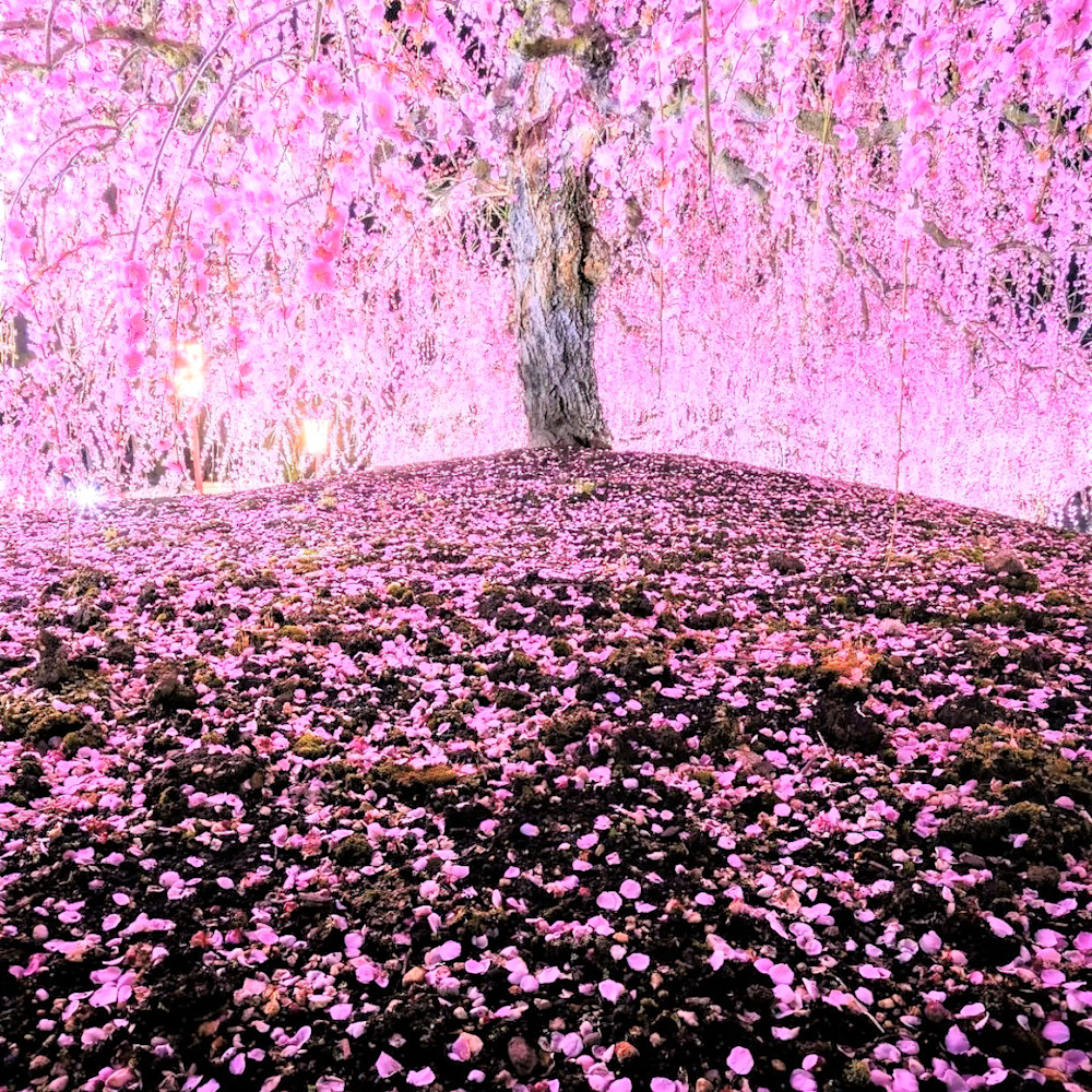 Nature 4088 cherry blossom mie prefecture japan okwvyi