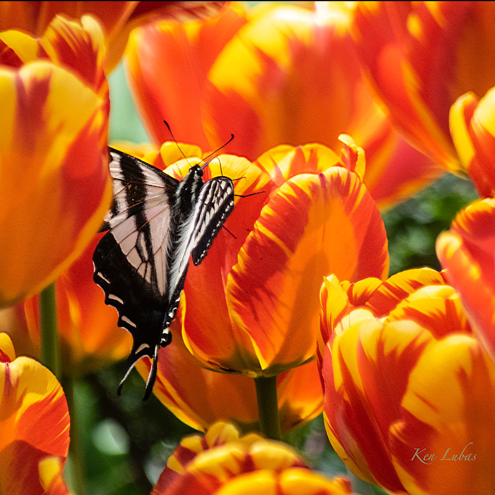 Swallowtail amid tulips apw5wt