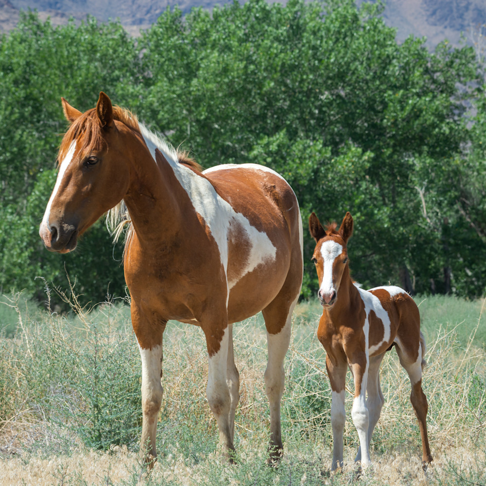 Pinto mare and foal lrew6y