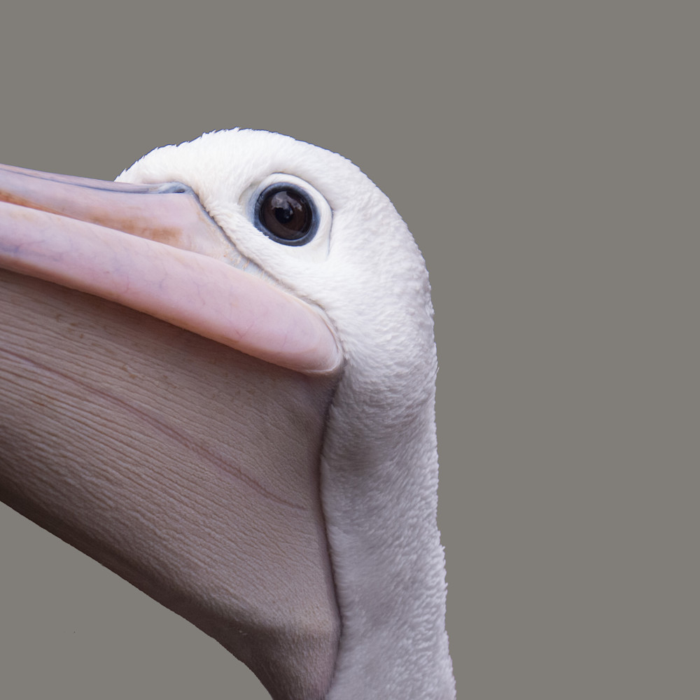 Pelican face jtspun