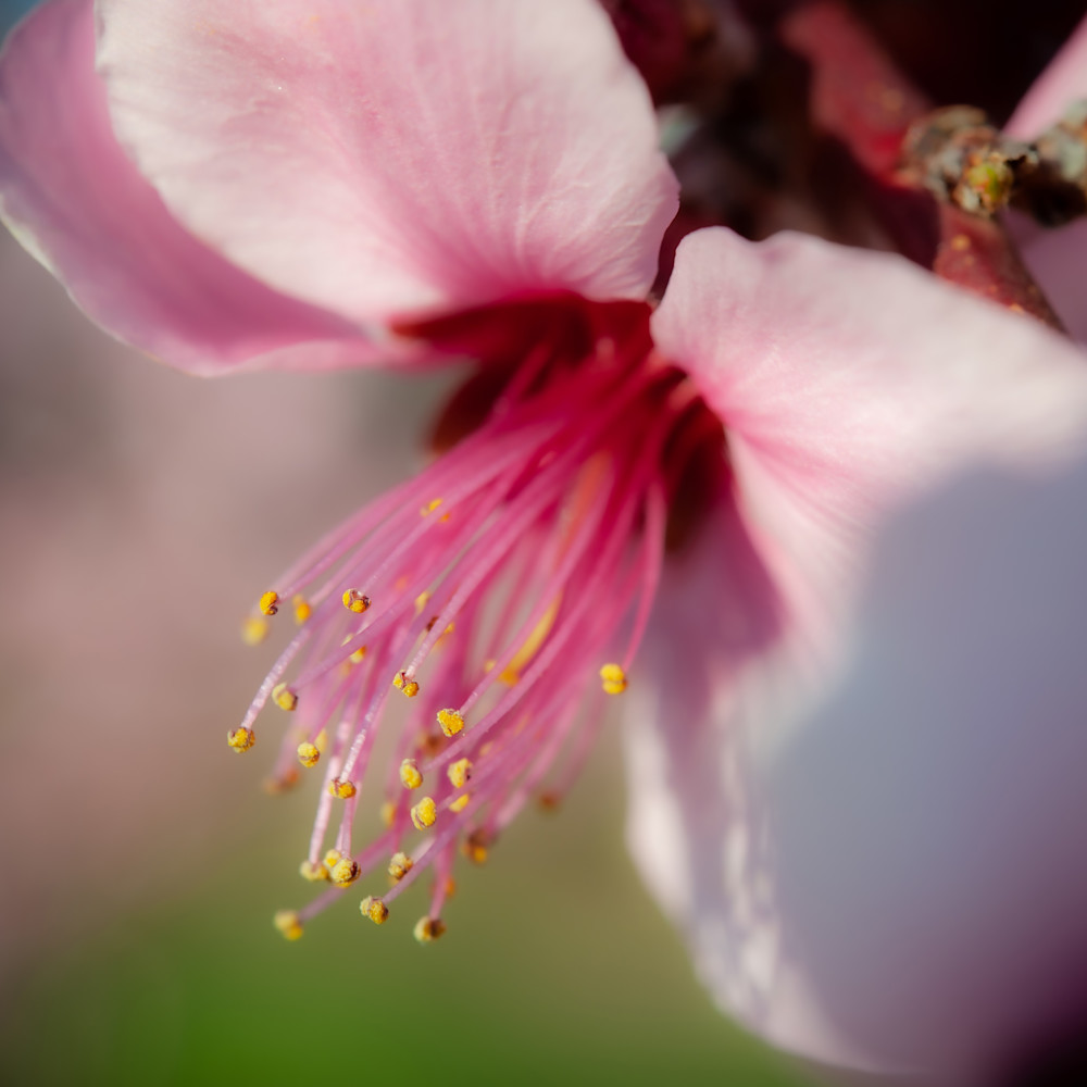 Peach blossom dwdwlo