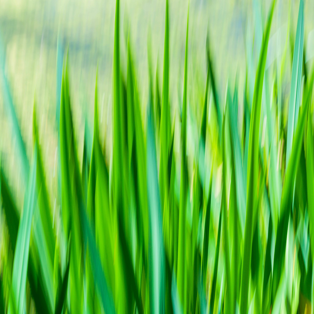 Motion blur cypress gardens b2m2cz