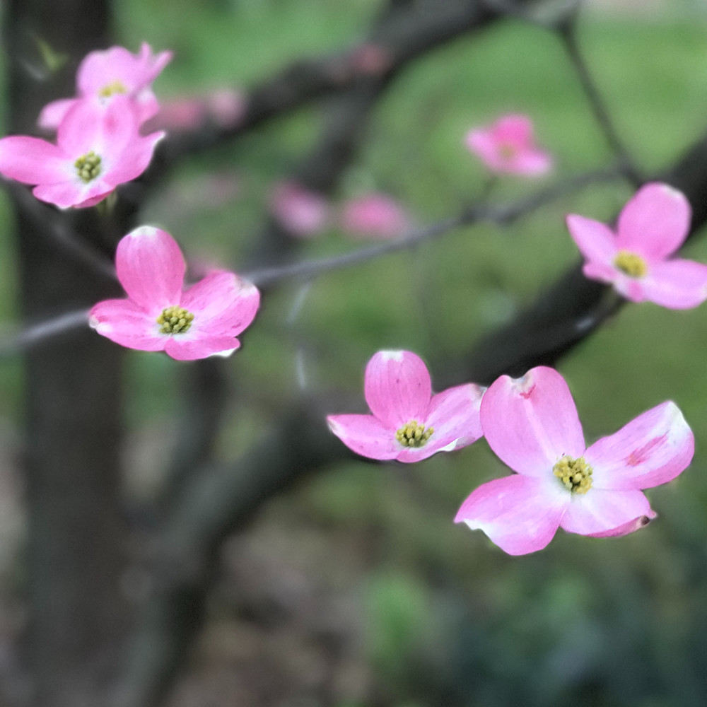 Pink dogwood blooms 8x10 zmgbcv