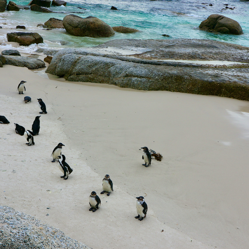 Sa penguins   boulder beach gfnffh