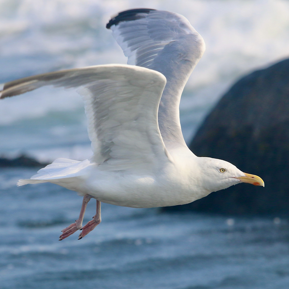 Seagull in flight   quonnie 21 hnqu31