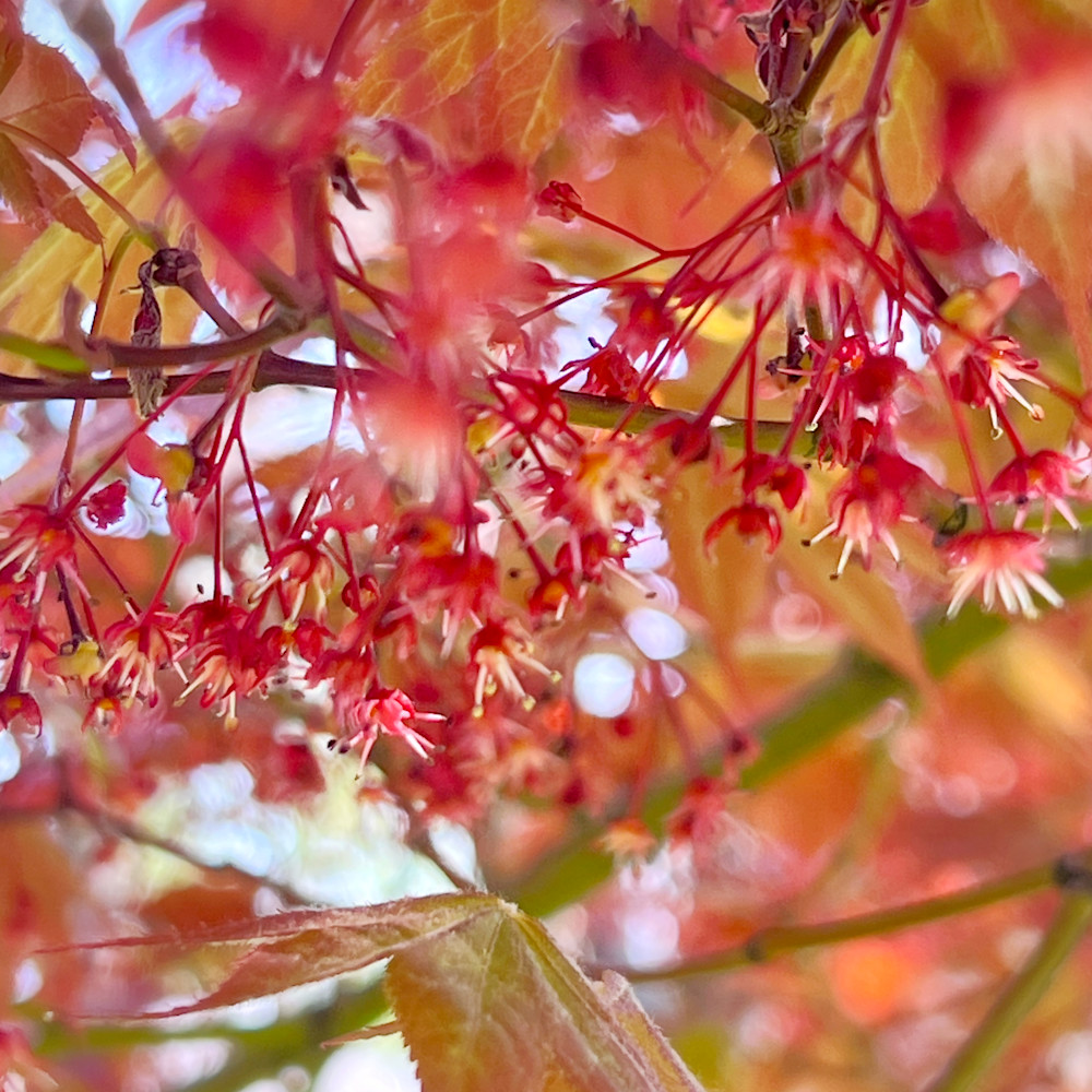 Dance of the japanese maple xjvopl