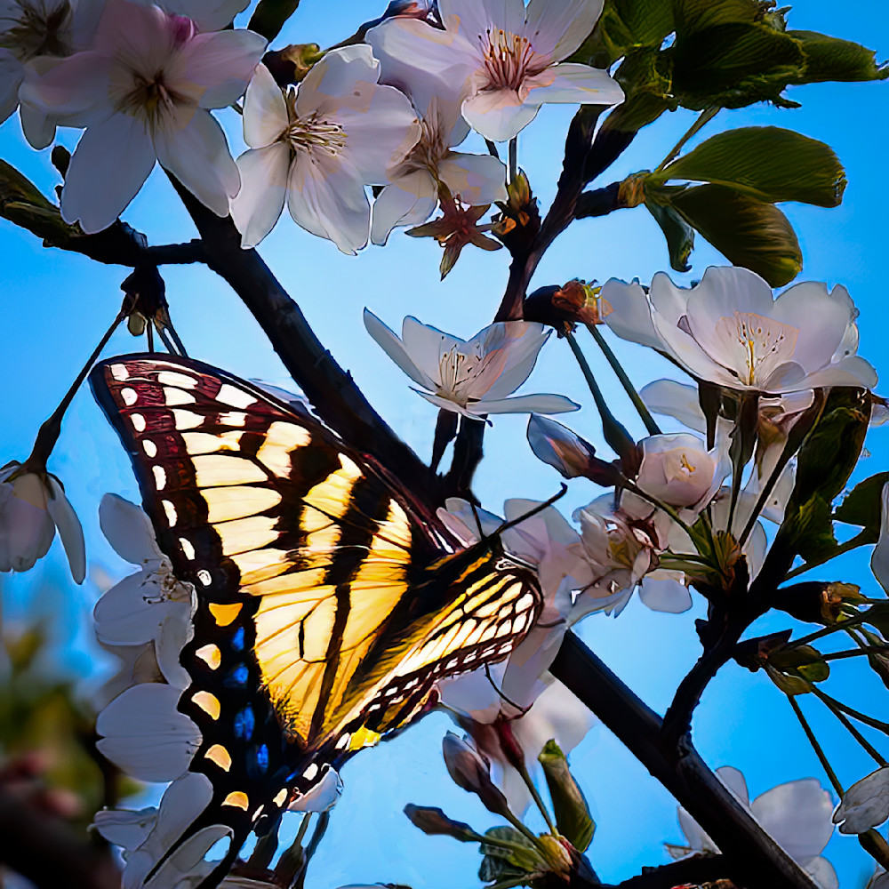 Butterfly on cherry blossoms 001 ujetkw