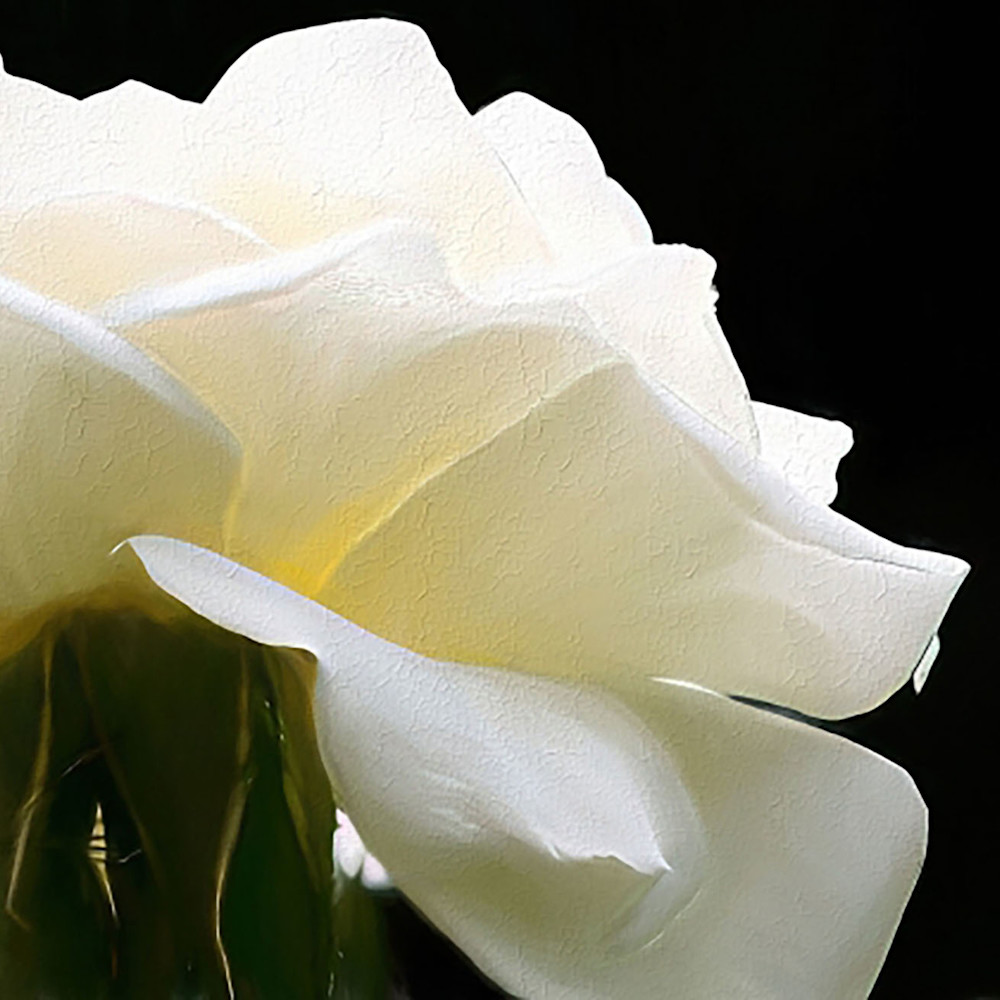 White rose and bud lj3e2r