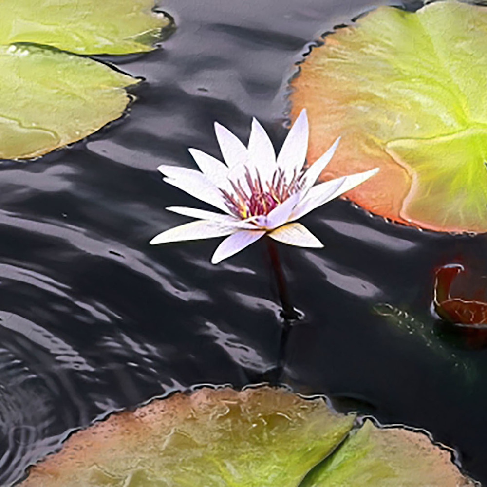White water lily in pond b6hcch