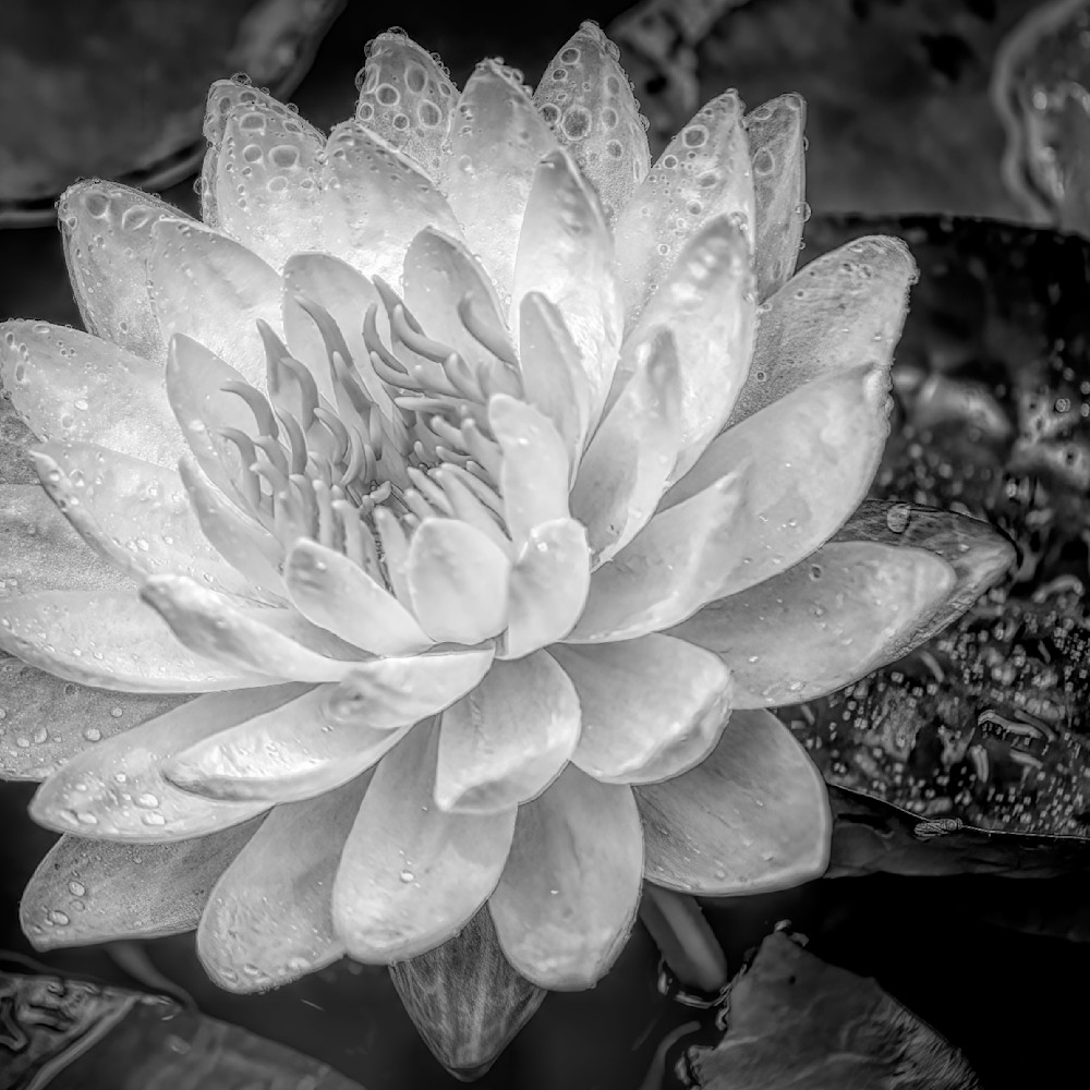White water flower dramatic black and white pepge5