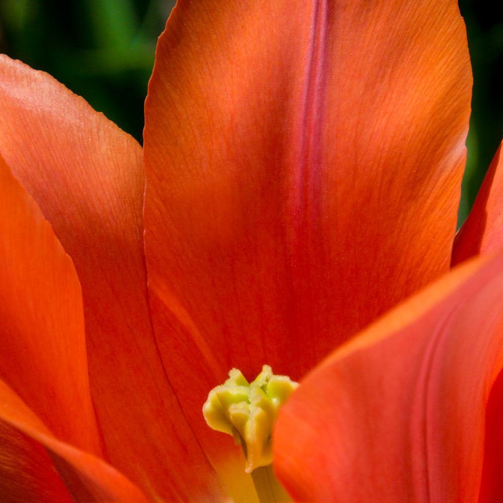 Orange tulip asen0544 enhanced iqd8q5