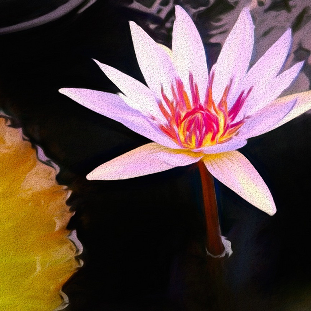 Water lily reflection chalk e926ss