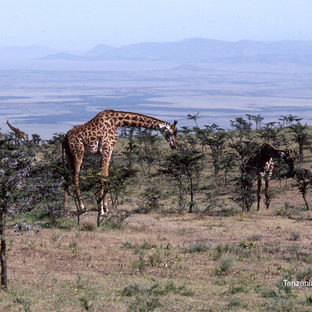 Giraffs serengeti jpg k5g11b