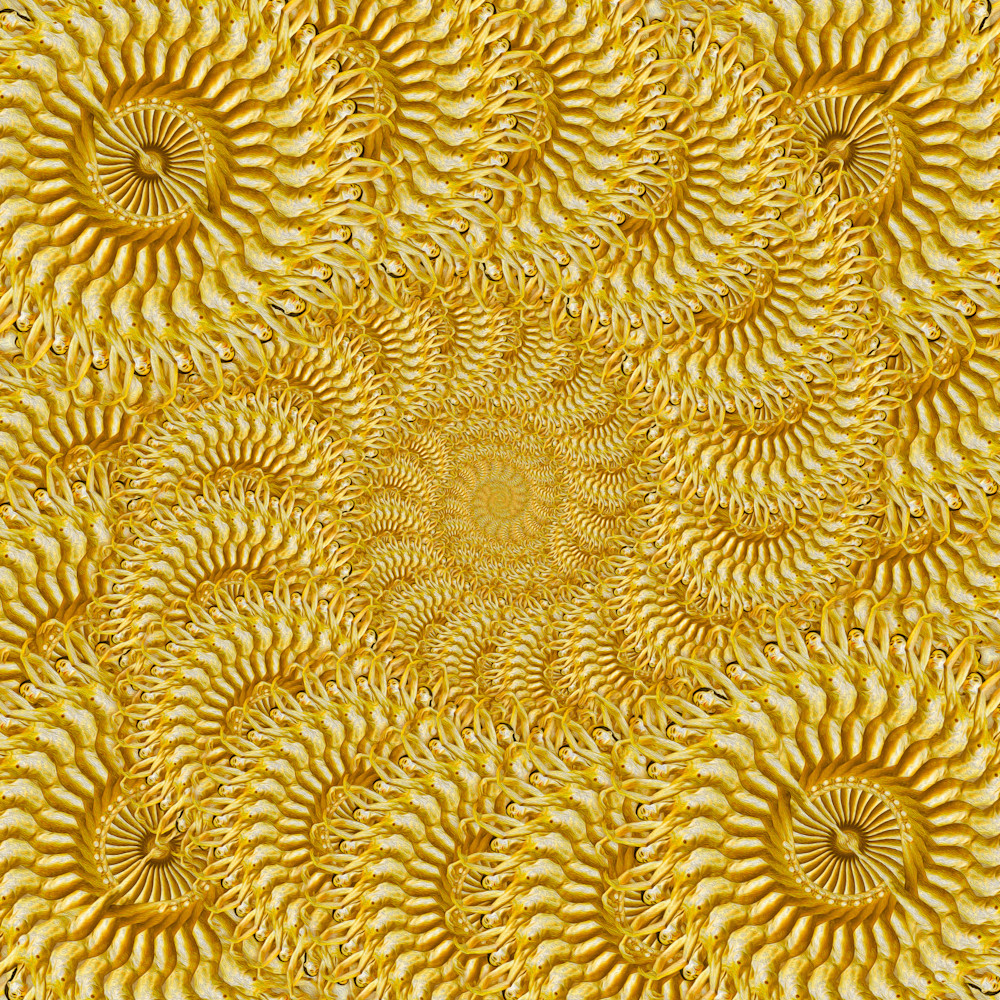Sunflower swirl 2 wycscl