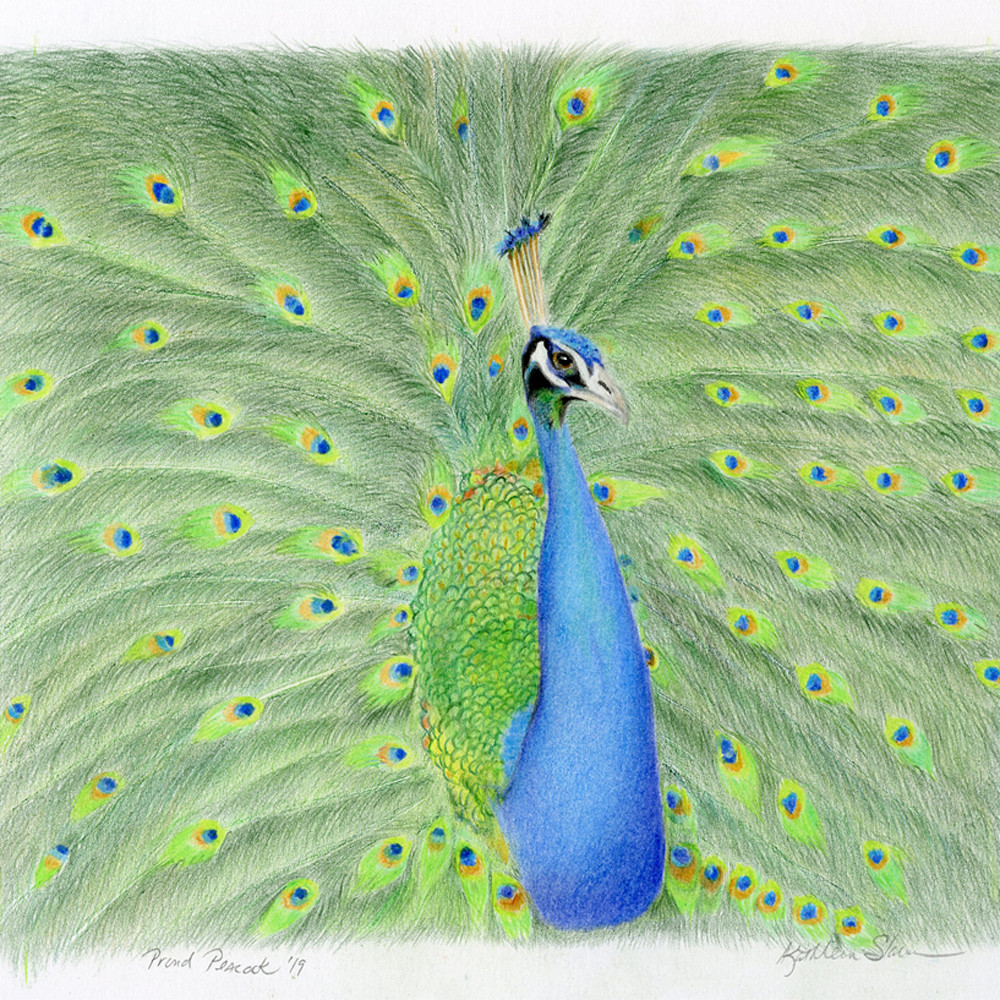 Proud peacock kathleen slaven web lqtzr8