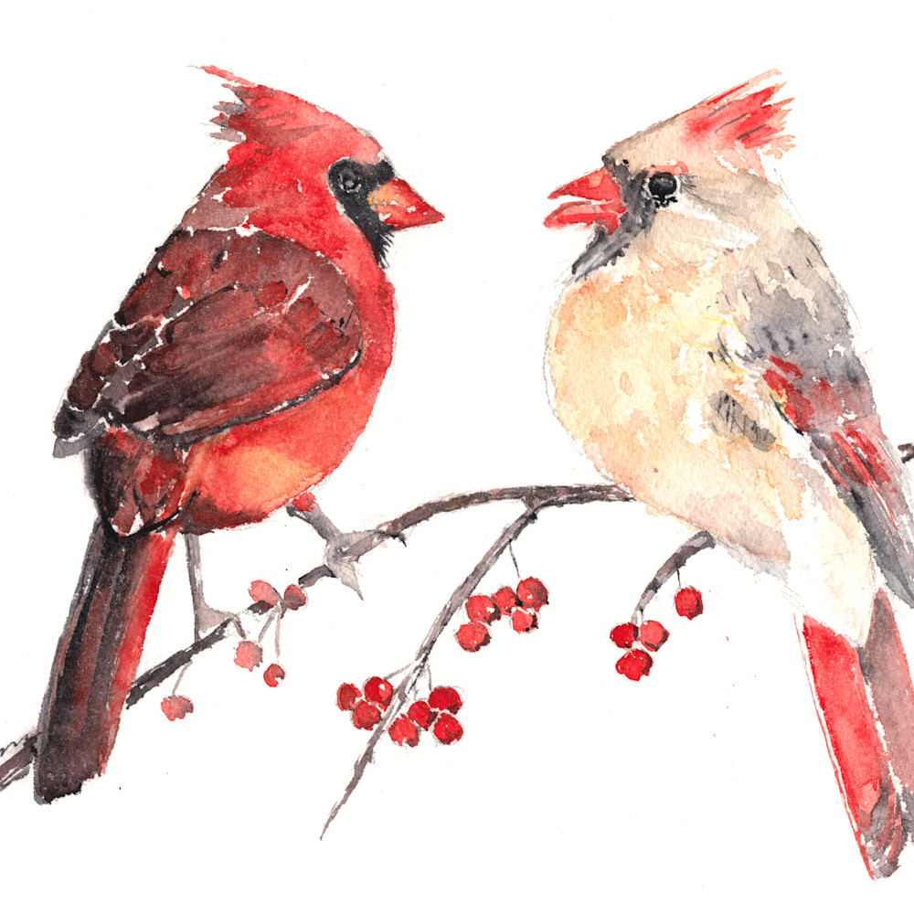 Cardinal birds ccm5bq