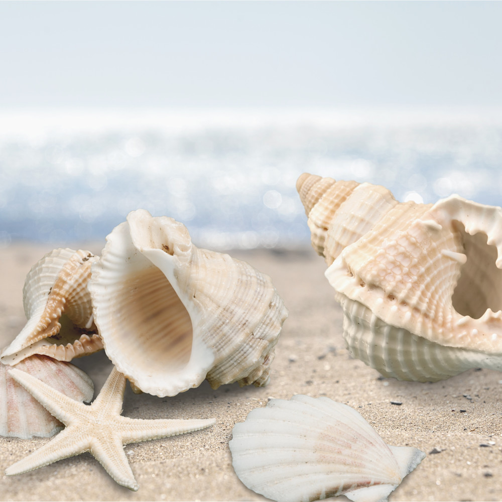 Finding sea shells uvteny