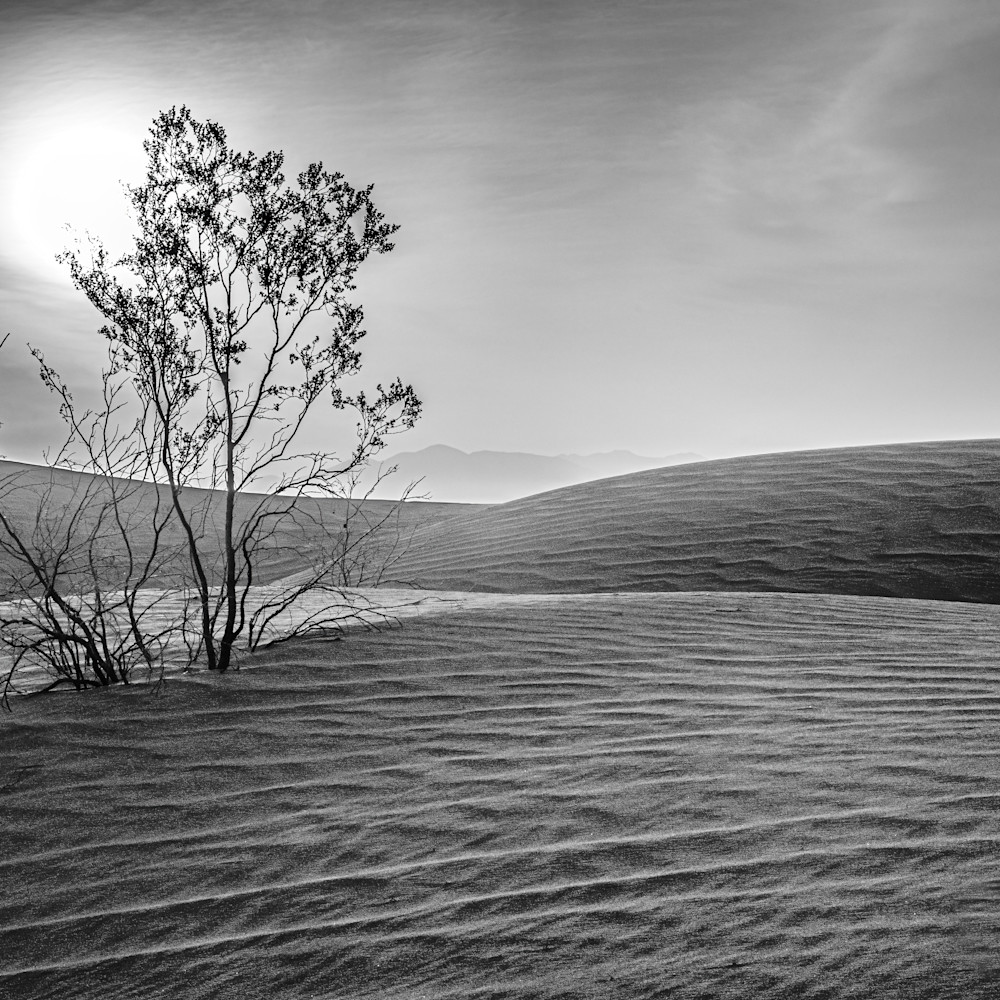 Mesquite dunes at sunrise kignh1