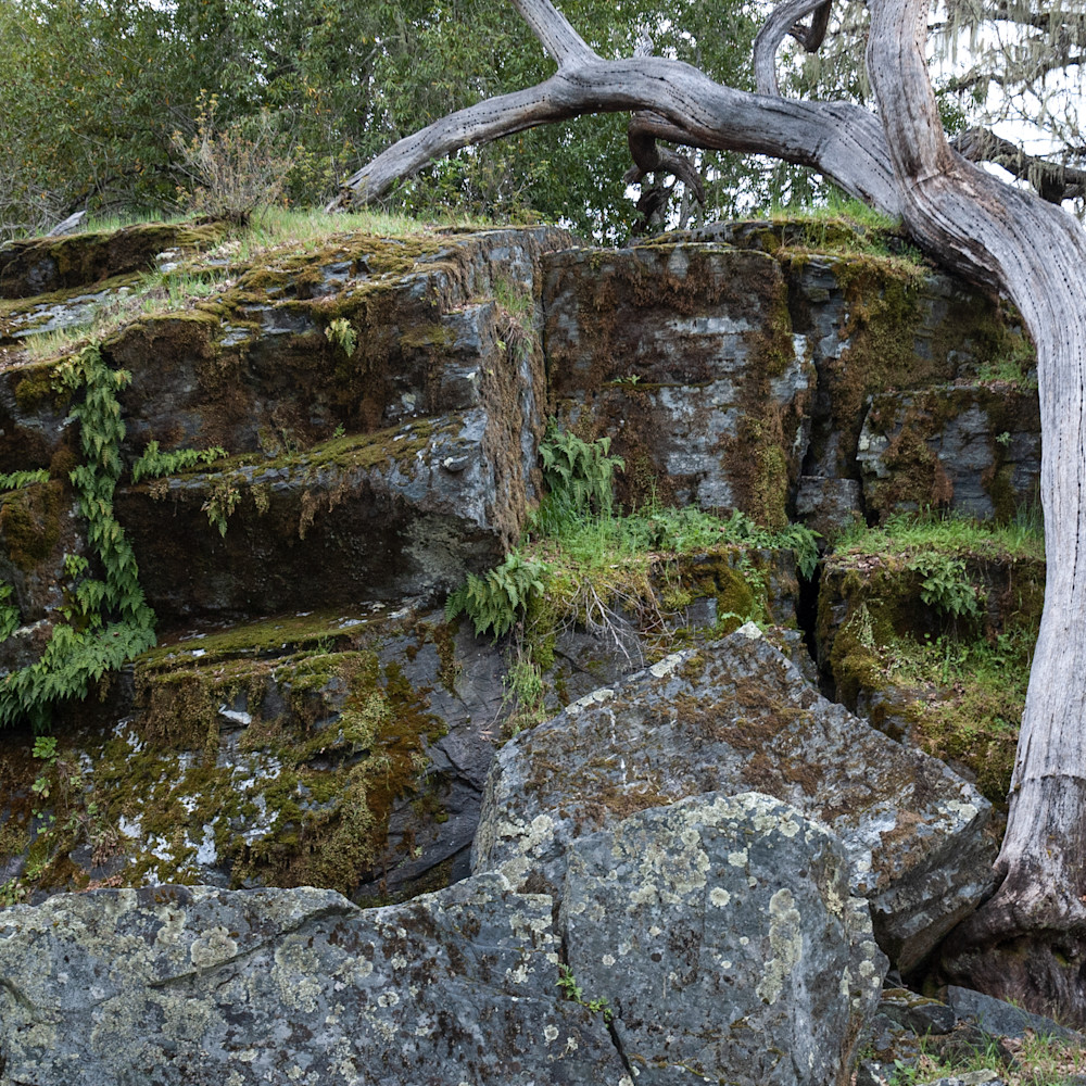 Ancient tree and rocks 0014 twryca