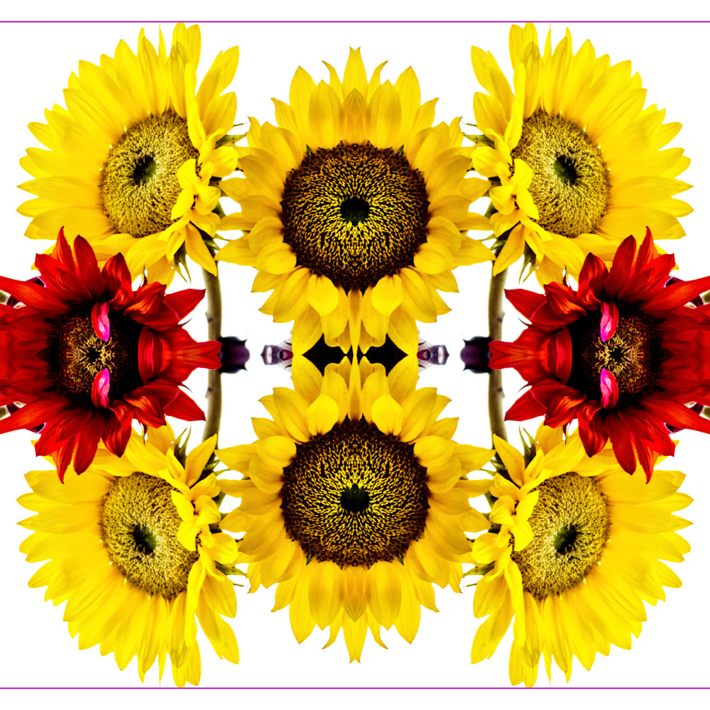 Summer sunflowers copy adwibi